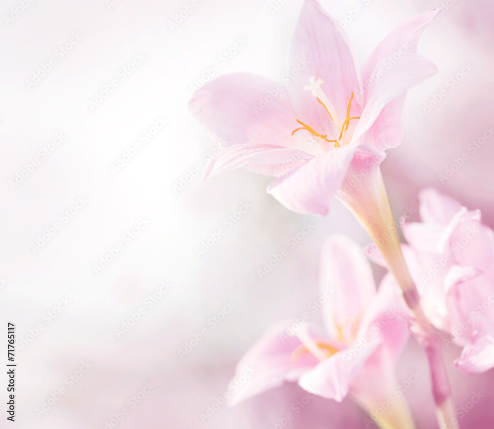 Spring pink flowers Spring pink flowers
