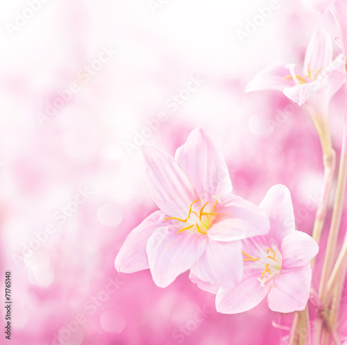 Spring pink flowers