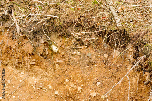 Soil in forest