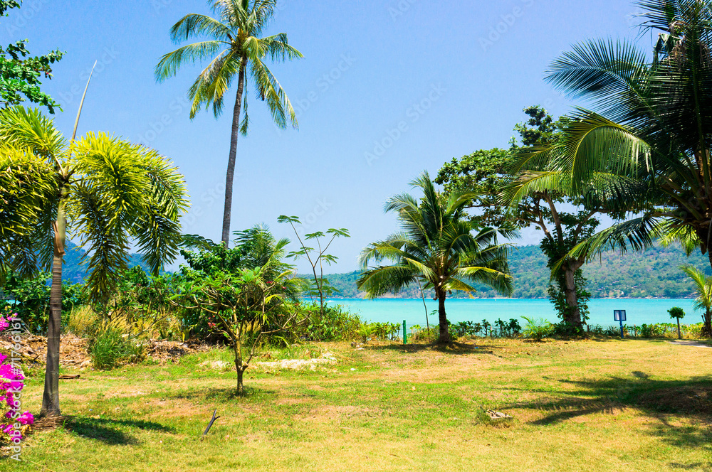 Green View Under Trees