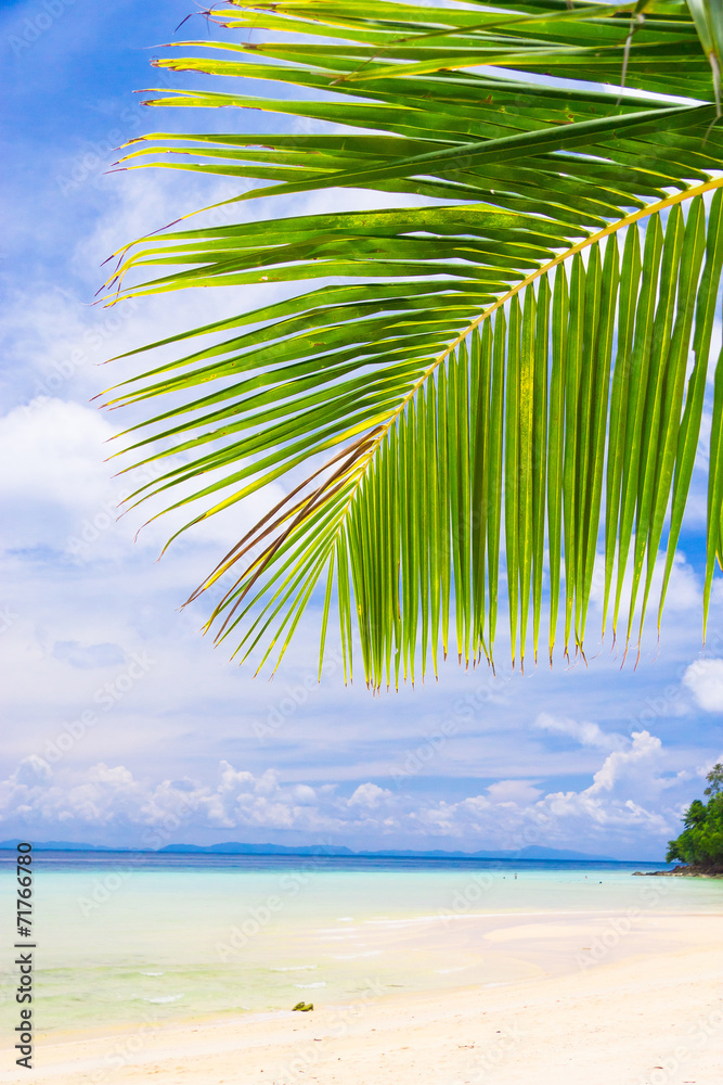 Island Lagoon Palms Overhanging