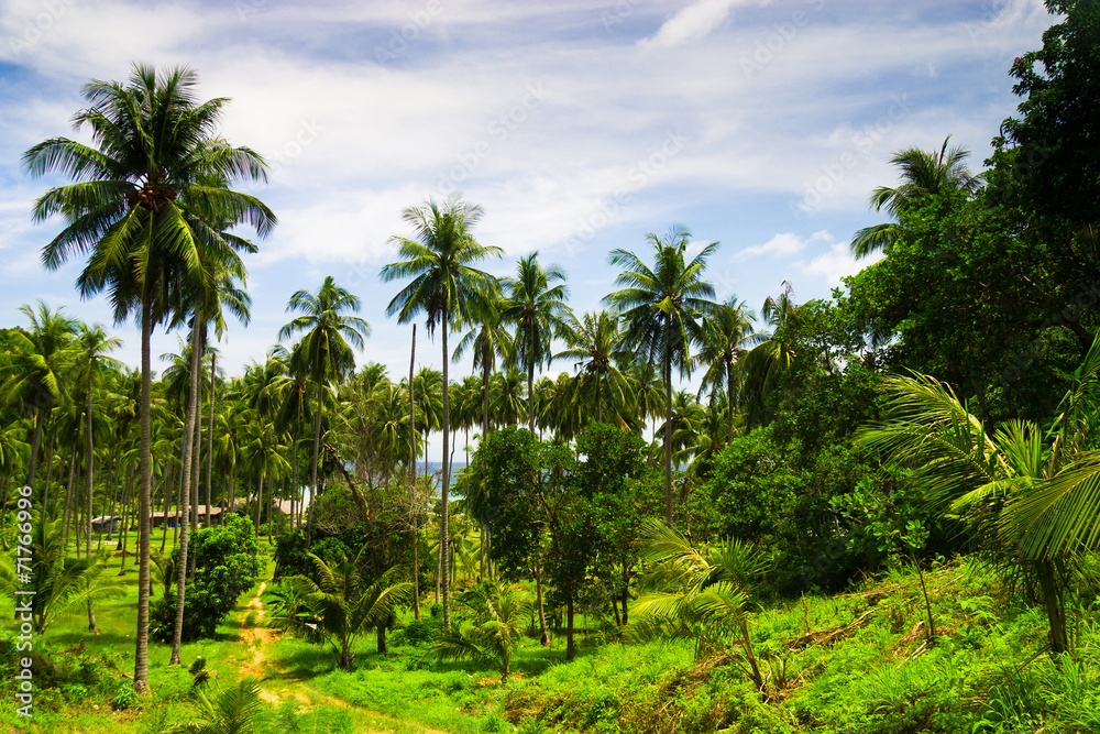 Under Palms Green View