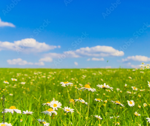 Horizon Blossoms Field