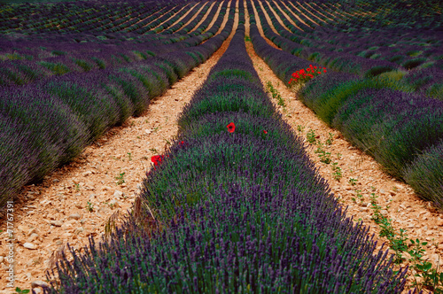 Lavendel und Mohn photo