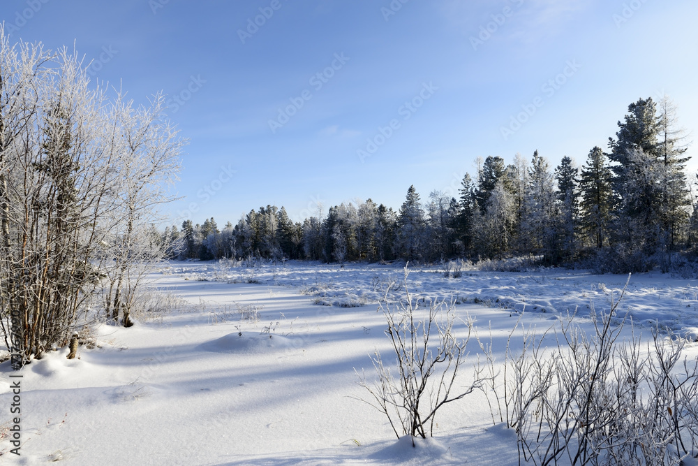 Scenic winter forest landscape in the north of Russia Scenic winter forest landscape in the north of Russia
