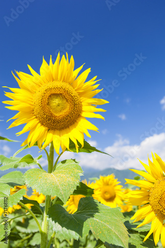 Fototapeta Naklejka Na Ścianę i Meble -  ヒマワリ畑