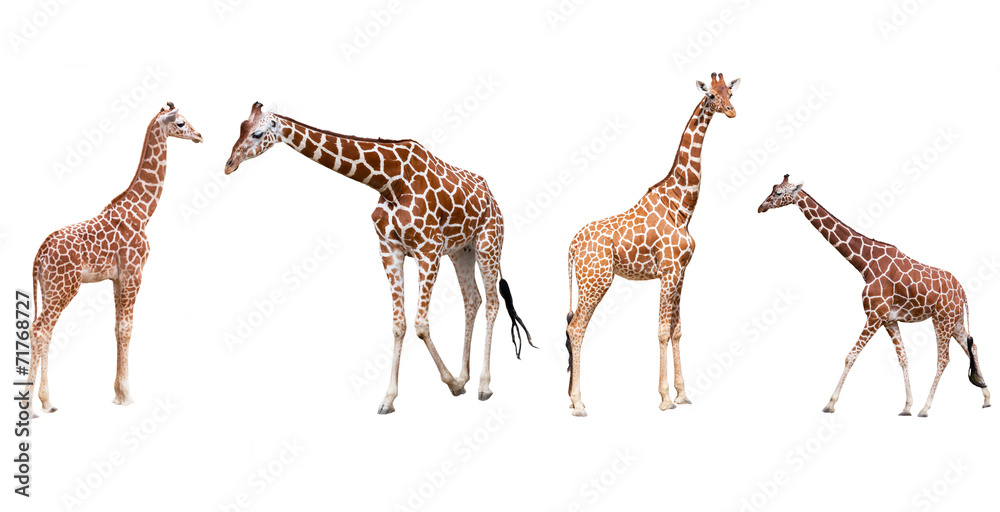 Fototapeta premium Set from four giraffes isolated on a white background
