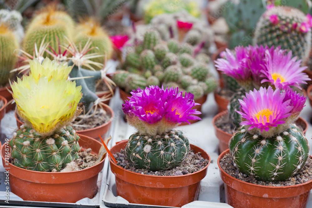 Various cactuses on a show-window of flower shop Various cactuses on a show-window of flower shop