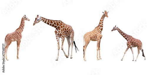 Fototapeta Naklejka Na Ścianę i Meble -  Set from four giraffes  isolated on a white background