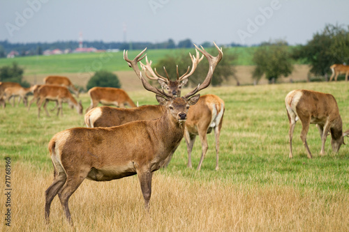 Deer grazing in the meadow