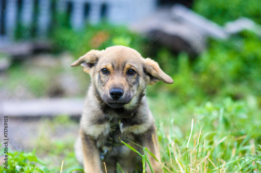 puppy 2 months