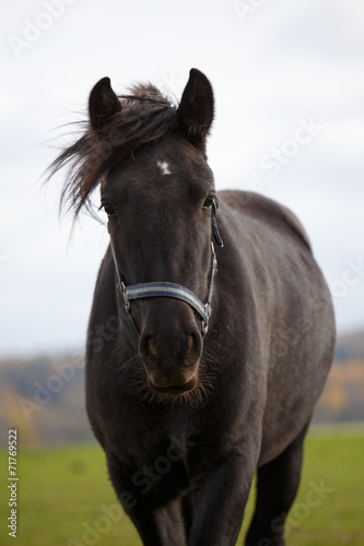 Portrait of dark brown horse