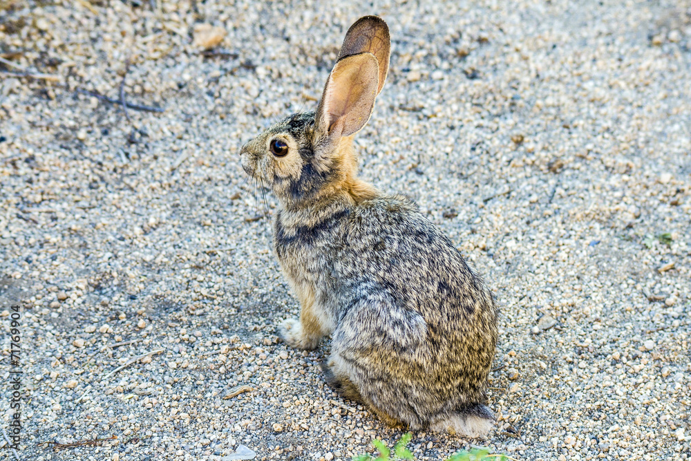 Obraz premium wild rabbit with big ears