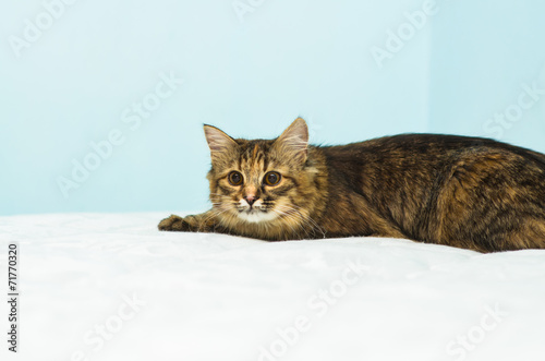 Cat on mattress with shallo DOF photo