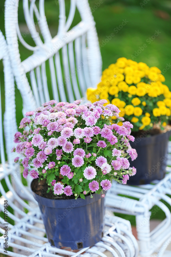 Yellow and lilac flowers in pots