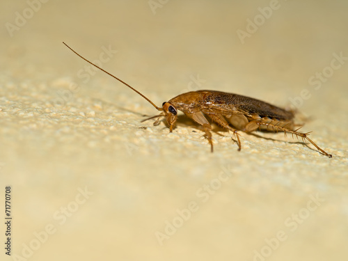German cockroach, Blattella germanica on yellow wall, profile.