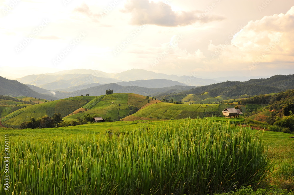 Rice Terraced Fields on Mountain