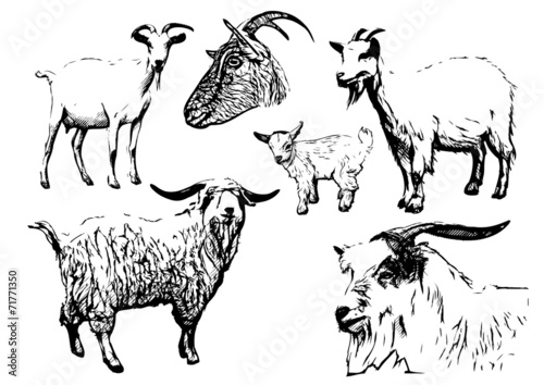 goat vector illustrations