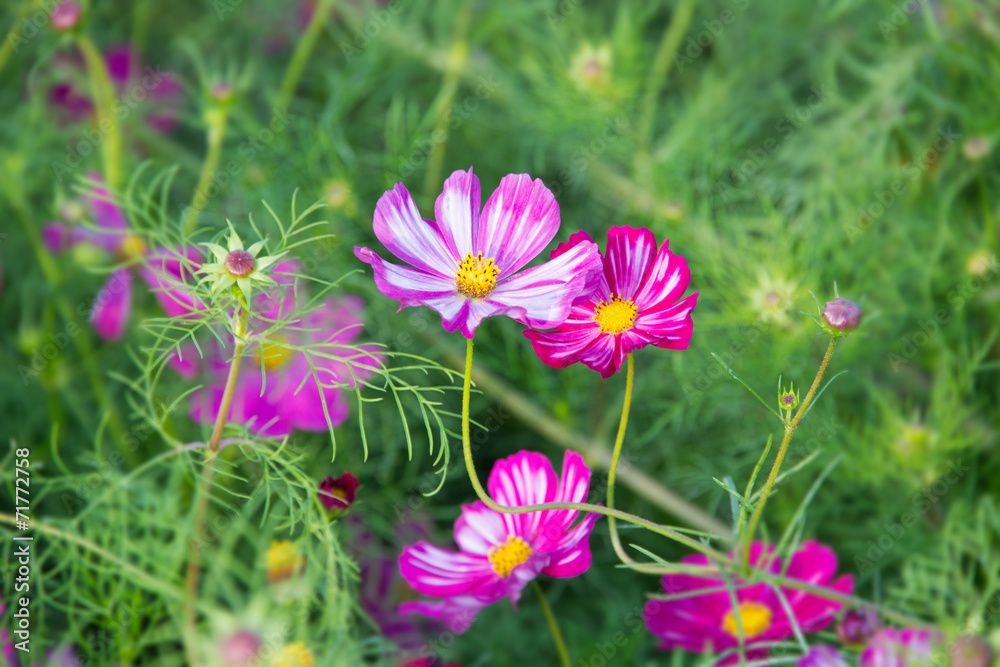 Cosmos Flower Field