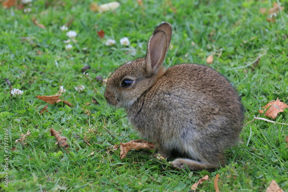 Fototapeta premium junges Kaninchen