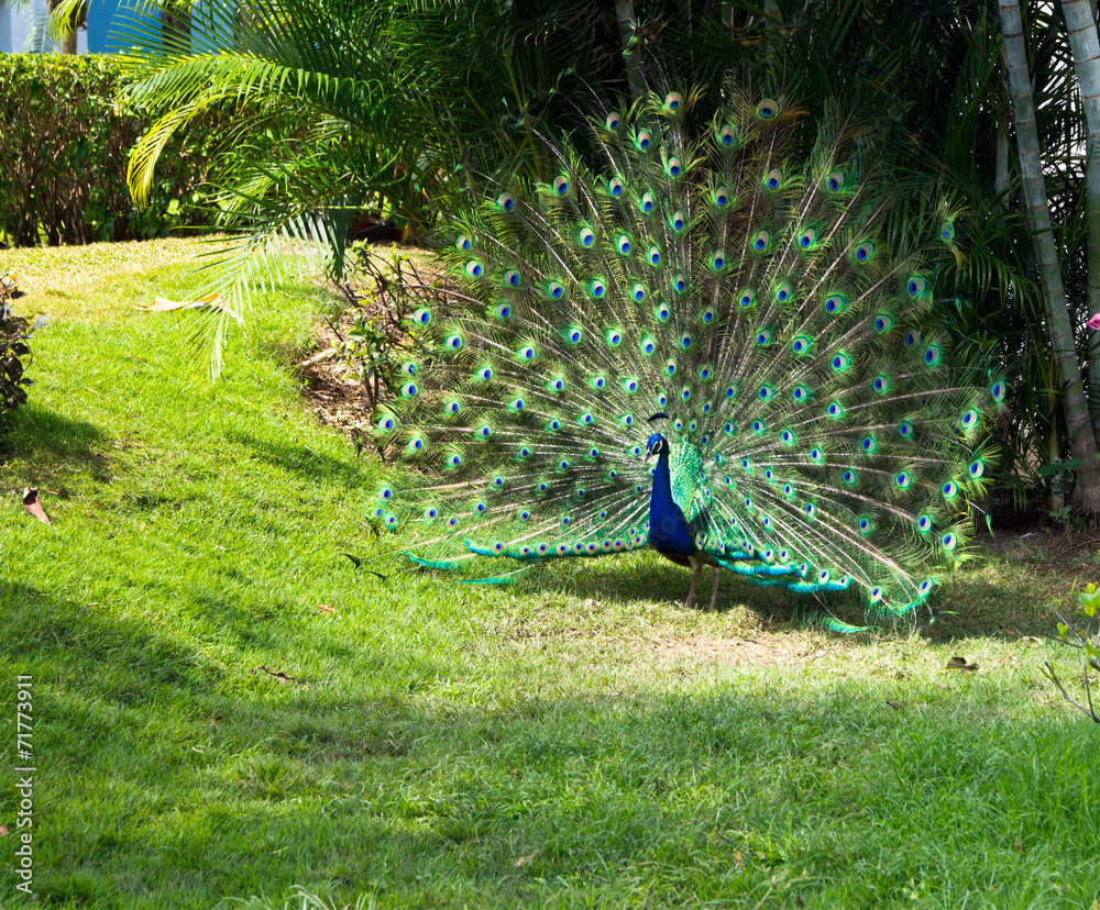 Obraz premium peacock