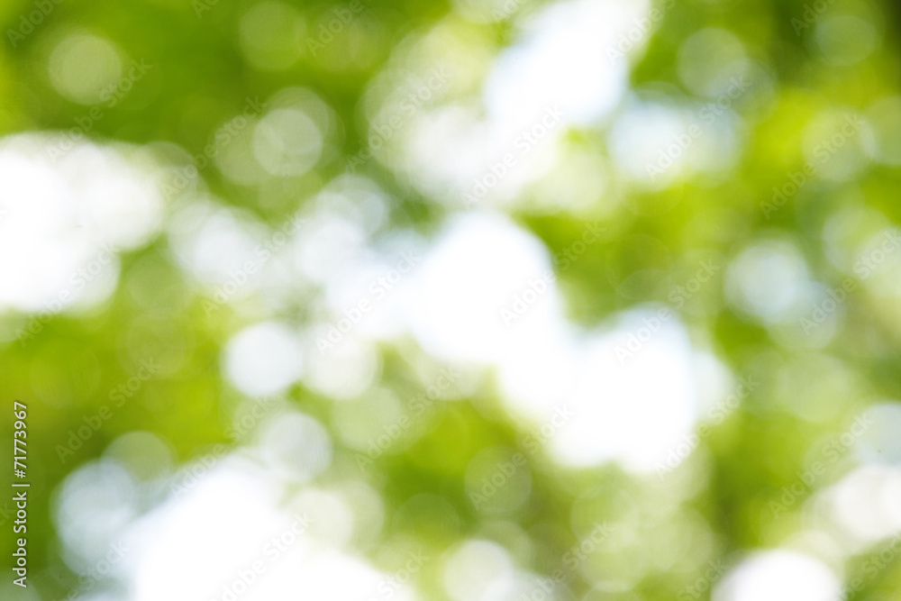 blur green background from tree in sun light blur green background from tree in sun light
