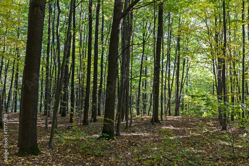 Trees in beech forest