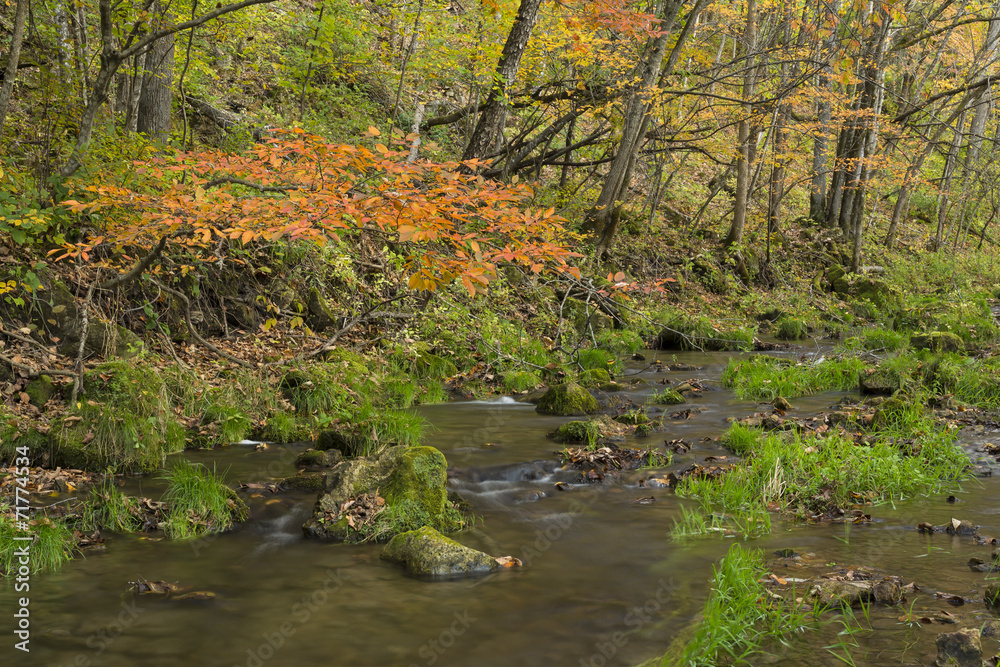 Fototapeta premium Autumn Creek In Woods