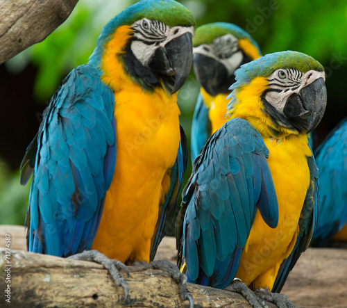 Macaws parrots © Pakhnyushchyy