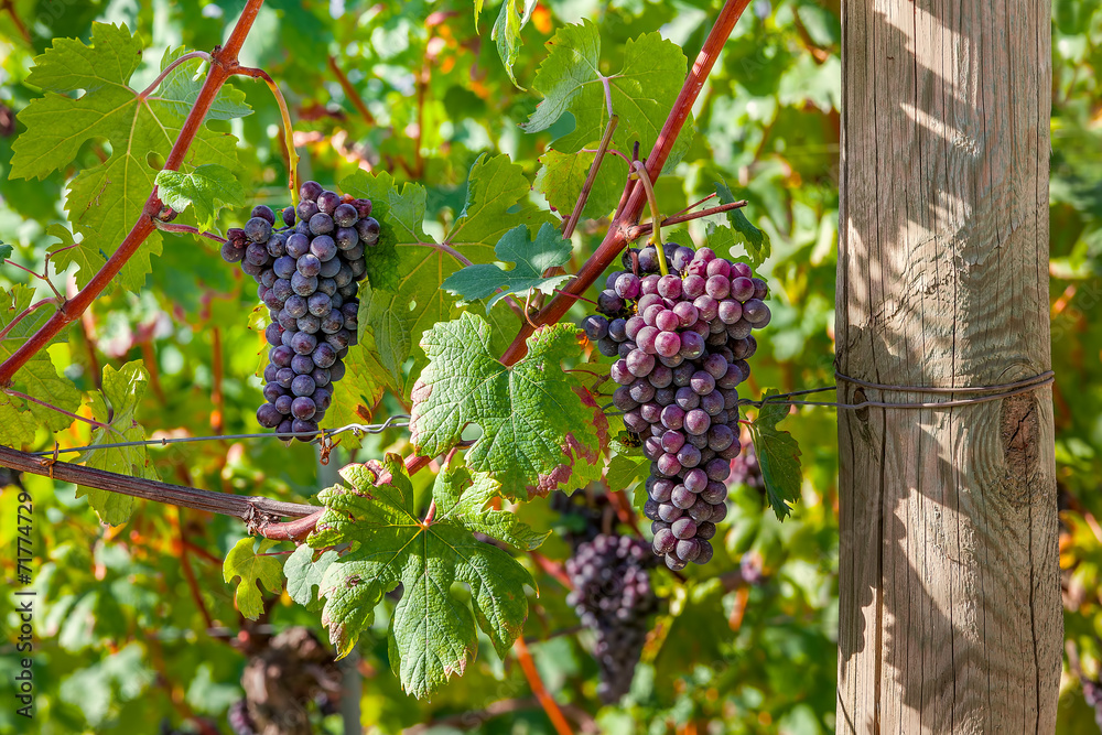 Bunches of ripe grapes in Italy.