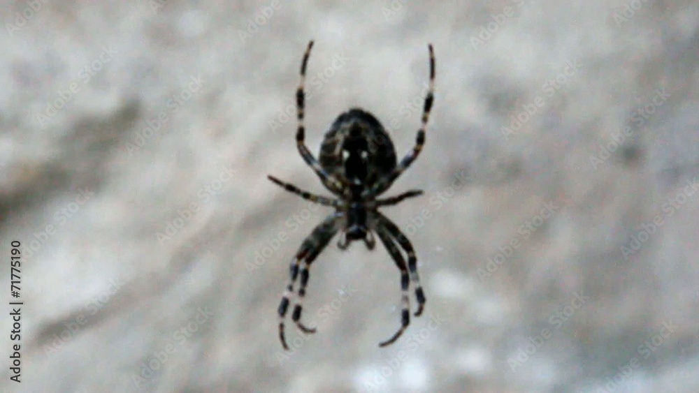 spider sits on the spiders webs and waits for prey spider sits on the spiders webs and waits for prey