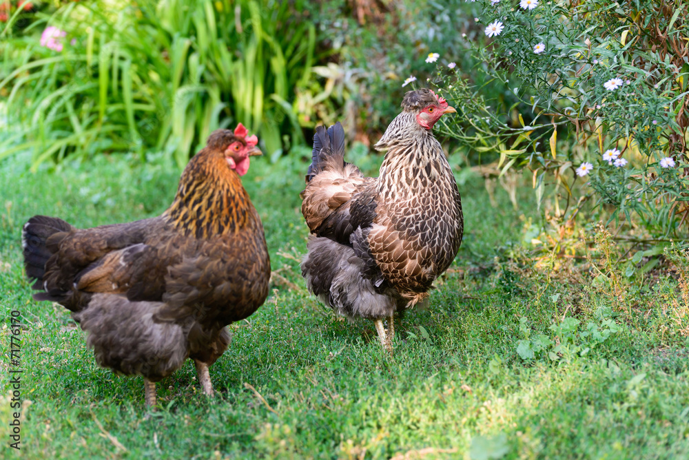 egg laying hens in the yard