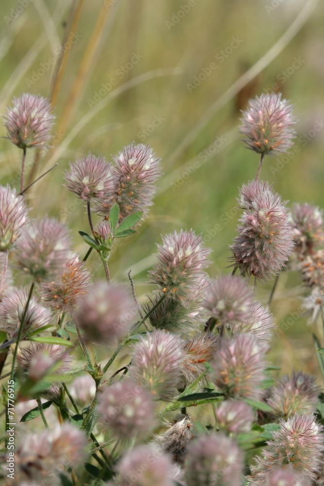 Trèfle pied-de-lièvre (trifolium arvense) Trèfle pied-de-lièvre (trifolium arvense)