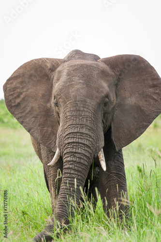 A large wild African Elephant feeding on grass in the rain