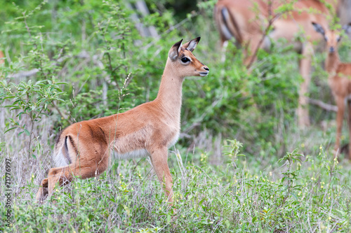 Canvas Print A wild baby Impala Antelope urinating in the bush