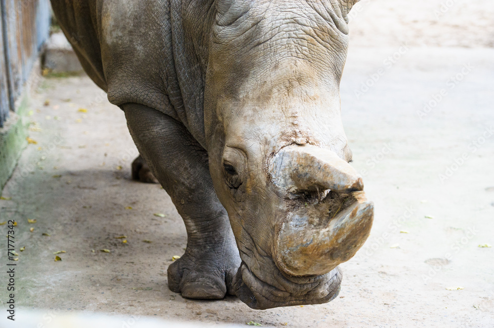 Obraz premium Young nilgai antelope