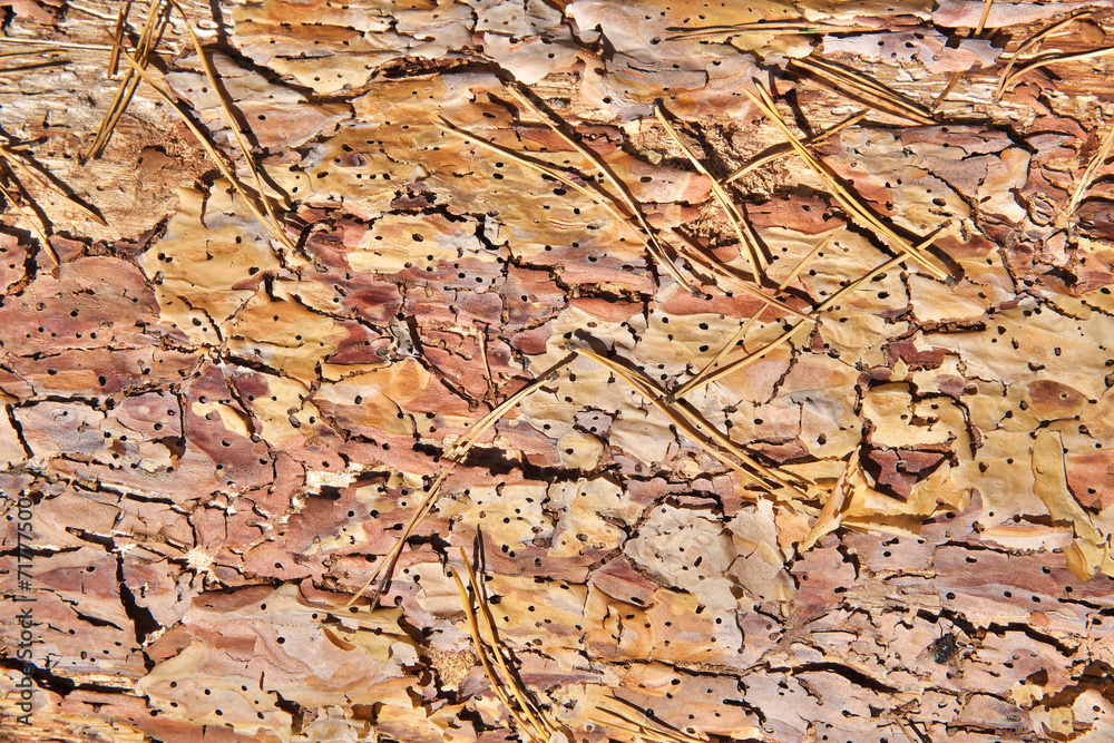 Fototapeta premium Wood texture