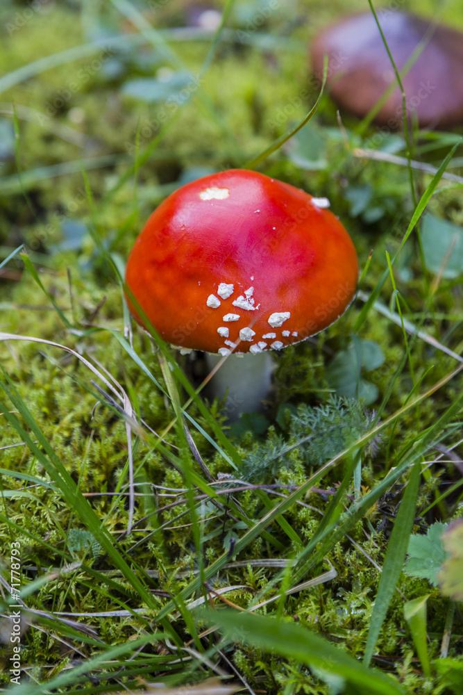 Red Fly Agaric Mushroom (Amanita Muscaria) Red Fly Agaric Mushroom (Amanita Muscaria)