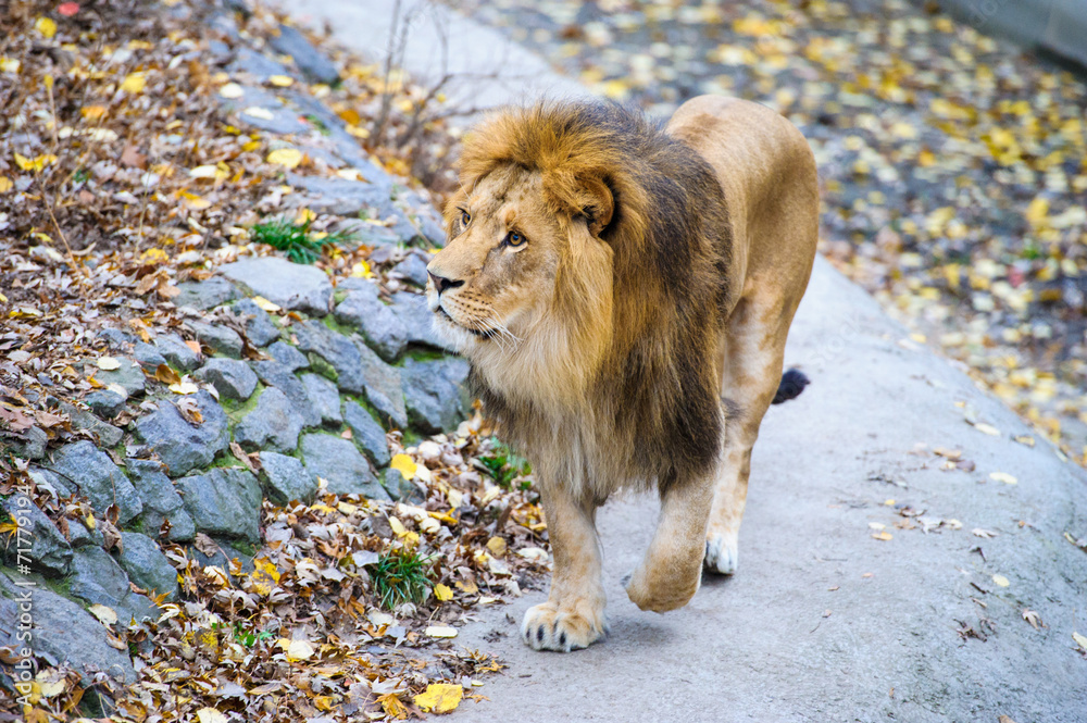 Naklejka premium Lion