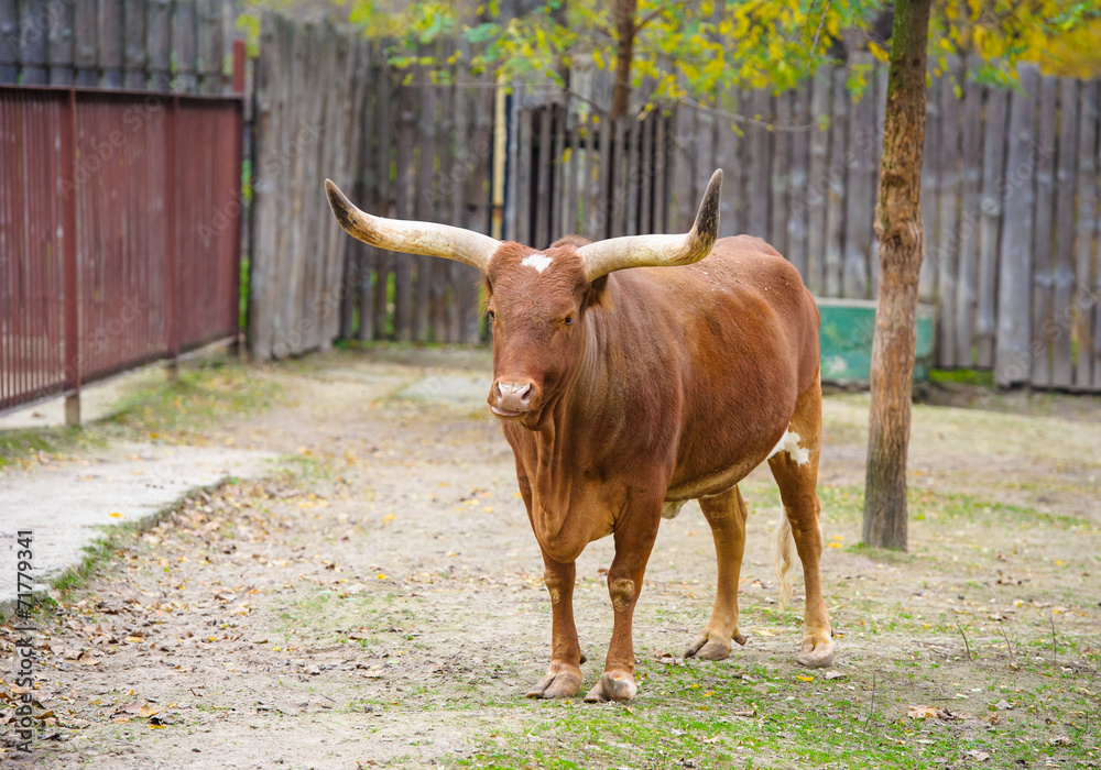 Watusi cattle