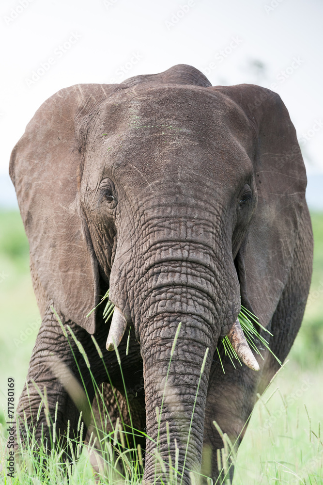 A large wild African Elephant feeding on grass in the rain