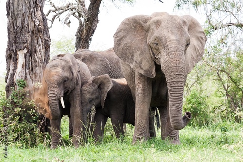 A breeding herd of wild African Elephants resting in the shade