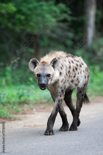 A wild Spotted Hyena walking on a tar road in rain © Chad Wright