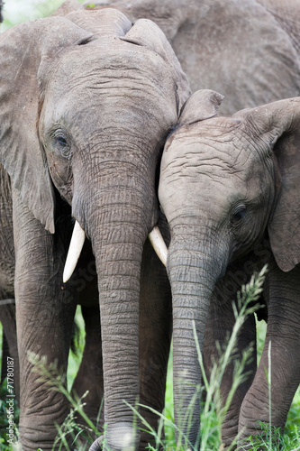 A pair of young wild African Elephants rubbing heads