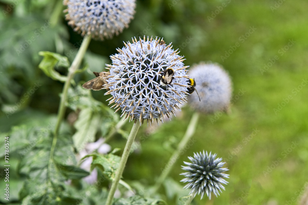 Bumblebees on a Flower