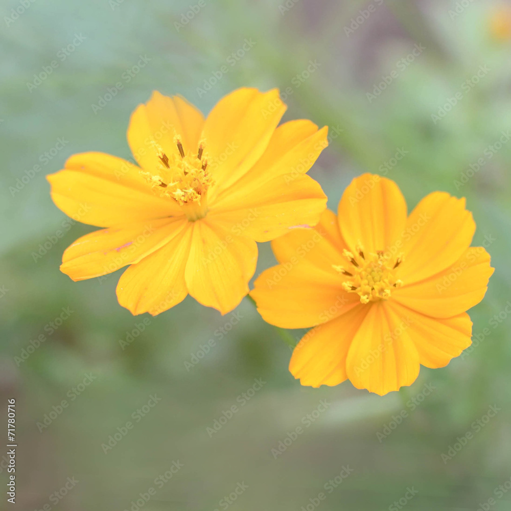 Yellow flowers background with pastel tone Yellow flowers background with pastel tone