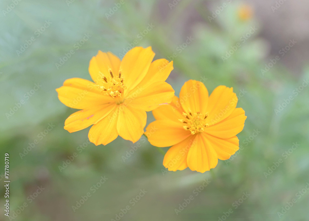 Yellow flowers background with pastel tone Yellow flowers background with pastel tone