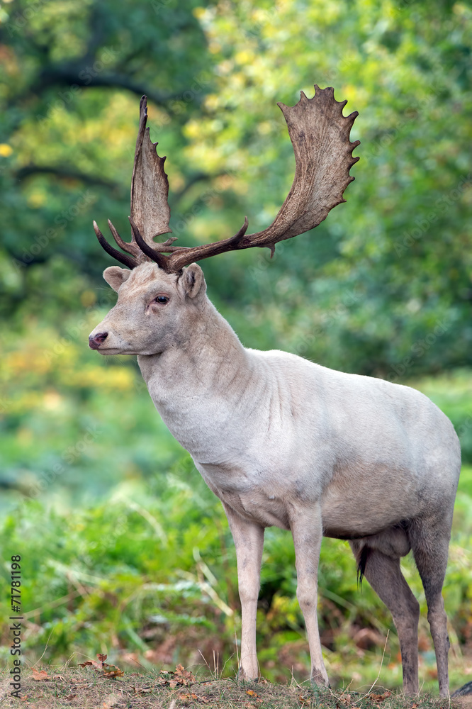 Fallow Deer