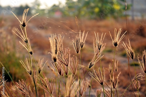 flowering grasses in the morning