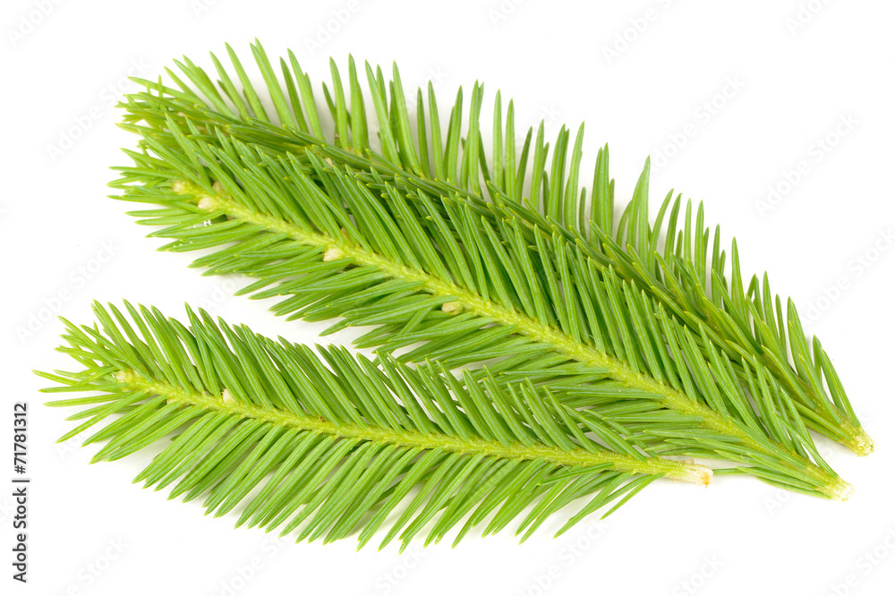 Bright Green Spruce Branches Isolated on White Background Bright Green Spruce Branches Isolated on White Background